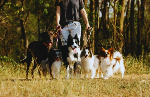 Walking dogs on leashes, showcasing the benefits of daily dog walks for both pets and owners, improving fitness, health, and mood Walking dogs on leashes, showcasing the benefits of daily dog walks for both pets and owners, improving fitness, health, and mood